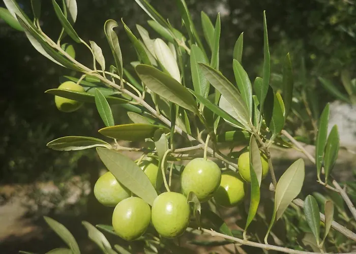 Holiday Oliveta 度假居 布雷拉