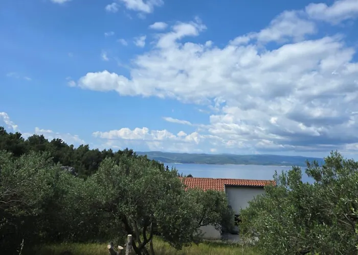 Holiday Oliveta